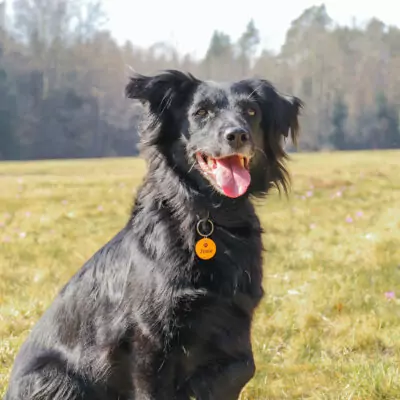 hundemarke josi