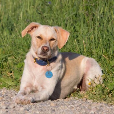 Hundemarke 8 hundemarke gatsby