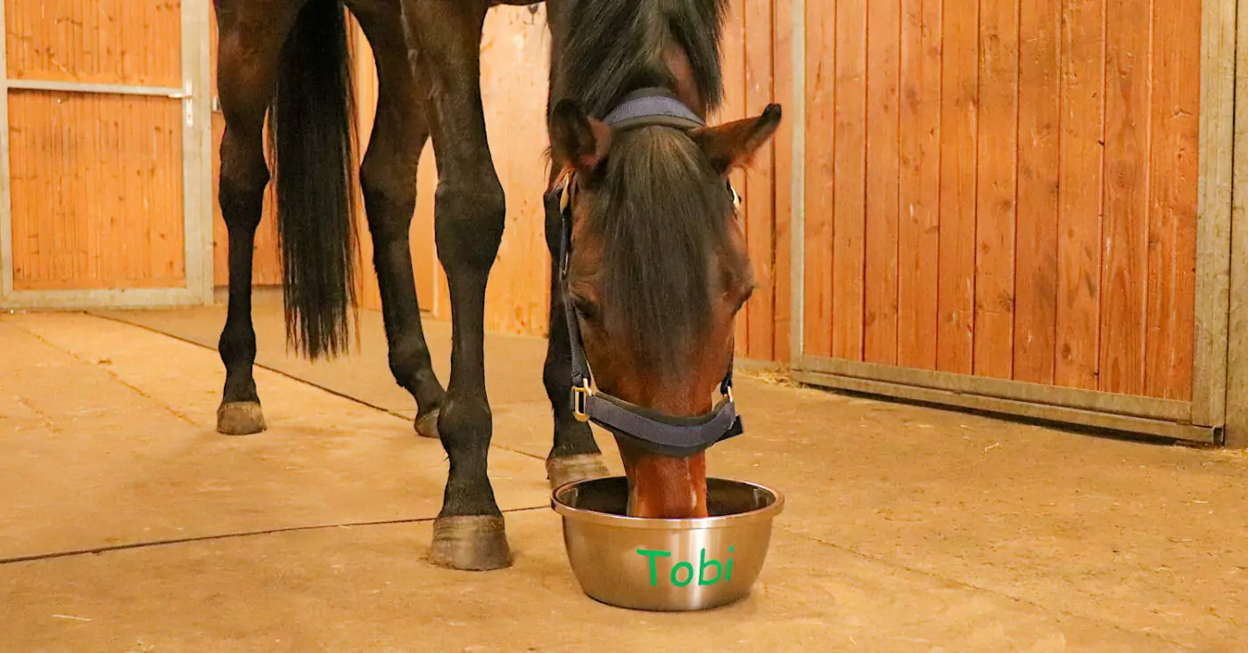 Welche Rolle spielen unsere Sinnesorgane beim Reiten? 6 futterschüssel
