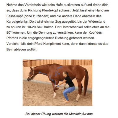 Physiotherapie für Dein Pferd 10 physiotherapie pferd bsp 2