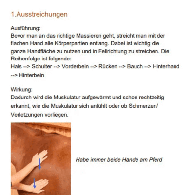 Physiotherapie für Dein Pferd 11 physiotherapie pferd 3